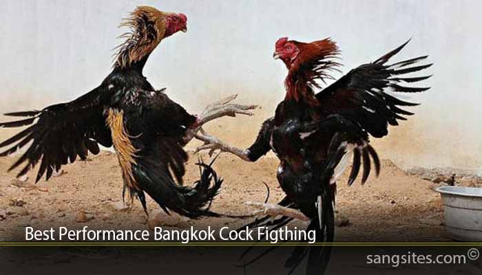 Best Performance Bangkok Cock Figthing